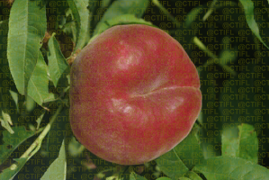 Fiches variétales Pêches Nectarines - Variété Flatbuzz, pêche plate à chair blanche (sur l'arbre)